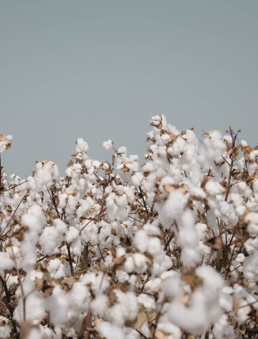 LE COTON BIOLOGIQUE